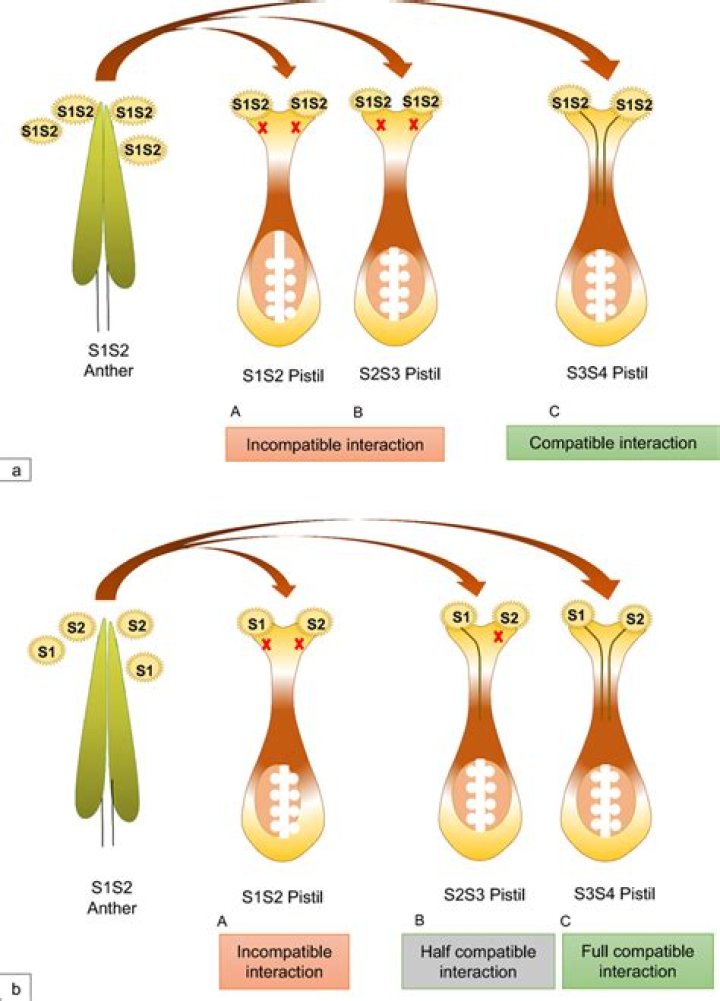 Ashton Irwin's 22 Best ROWYSO/SLFL Moments